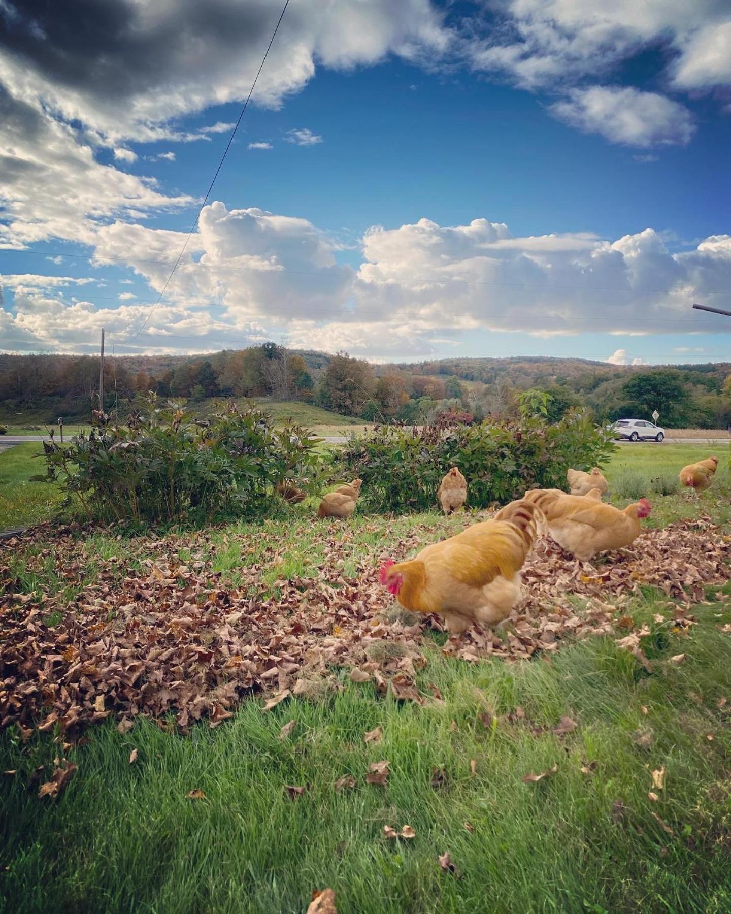 Bloom Farm Guesthouse Mount Vision Dış mekan fotoğraf