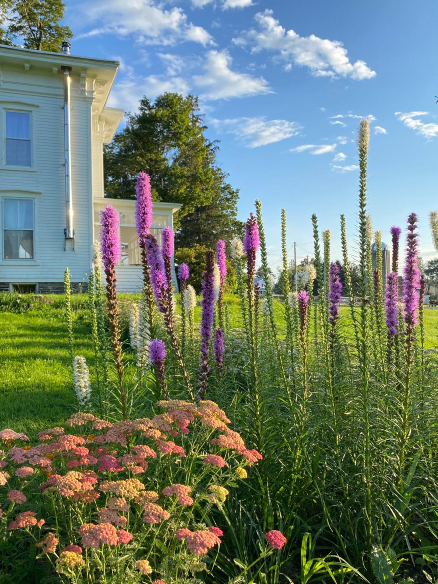 Bloom Farm Guesthouse Mount Vision Dış mekan fotoğraf